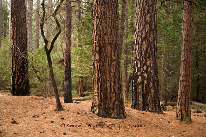 Yosemite, forest, tree, pine, California photo